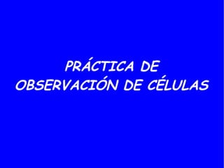 PRÁCTICA DE
OBSERVACIÓN DE CÉLULAS