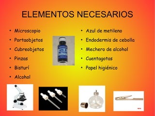 ELEMENTOS NECESARIOS
●
Microscopio ●
Azul de metileno
●
Portaobjetos ●
Endodermis de cebolla
●
Cubreobjetos ●
Mechero de alcohol
●
Pinzas ●
Cuentagotas
●
Bisturí ●
Papel higiénico
●
Alcohol