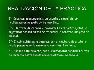 REALIZACIÓN DE LA PRÁCTICA
1º- Cogemos la endodermis de cebolla y con el bisturí
realizamos un pequeño corte muy fino.
2º- Ese trozo de cebolla le colocamos en el portaobjetos, le
sujetamos con las pinzas de madera y le echamos una gota de
alcohol.
3º- El cubreobjetos le pasamos por el mechero de alcohol y
nos le ponemos en la mano para ver si está caliente.
4º- Cuando esté caliente, con el cuentagotas añadimos el azul
de metileno hasta que se recubra el trozo de cebolla.