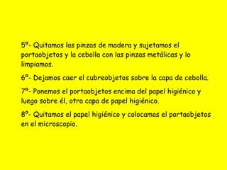 5º- Quitamos las pinzas de madera y sujetamos el
portaobjetos y la cebolla con las pinzas metálicas y lo
limpiamos.
6º- Dejamos caer el cubreobjetos sobre la capa de cebolla.
7º- Ponemos el portaobjetos encima del papel higiénico y
luego sobre él, otra capa de papel higiénico.
8º- Quitamos el papel higiénico y colocamos el portaobjetos
en el microscopio.