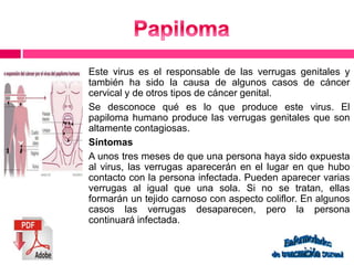 Este virus es el responsable de las verrugas genitales y 
también ha sido la causa de algunos casos de cáncer 
cervical y de otros tipos de cáncer genital. 
Se desconoce qué es lo que produce este virus. El 
papiloma humano produce las verrugas genitales que son 
altamente contagiosas. 
Síntomas 
A unos tres meses de que una persona haya sido expuesta 
al virus, las verrugas aparecerán en el lugar en que hubo 
contacto con la persona infectada. Pueden aparecer varias 
verrugas al igual que una sola. Si no se tratan, ellas 
formarán un tejido carnoso con aspecto coliflor. En algunos 
casos las verrugas desaparecen, pero la persona 
continuará infectada. 
 