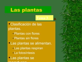 Las plantas
Tema 3
Clasificación de las
plantas.
–Plantas con flores
–Plantas sin flores
Las plantas se alimentan.
–Las plantas respiran
–La fotosíntesis
Las plantas se
 