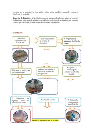 presente en la muestra, la coloración violeta inicial cambia a amarilla rojiza al
disolverse el alcaloide.
Reacción de Benedict.- si la solución muestra contiene cloroformo, reduce el reactivo
de Benedict, y de acuerdo a la concentración del toxico puede producirse una gama de
colores que van desde el verde, amarillo, naranja o rojo ladrillo.
.
GRAFICOS
“Nada es veneno , Todo es veneno, La diferencia esta en la dosis”
2.Inyectar el toxico por
via intraperitoneal.
1.Animal de
experimentación:
Rata Wistar.
4.Colocar el animal
en la tabla de
disección.
3. Observamos los
síntomas luego de
administrar el toxico
7. Preparamos el
equipo de destilación
Soxlet
6.Triturar la visceras
5.Extraer las visceras y
colocar en un vaso de
precipitación.
8.Esperar 15
minutos para
obtener la solución
madre.
9. Realizar las
reacciones de
identificación.
 