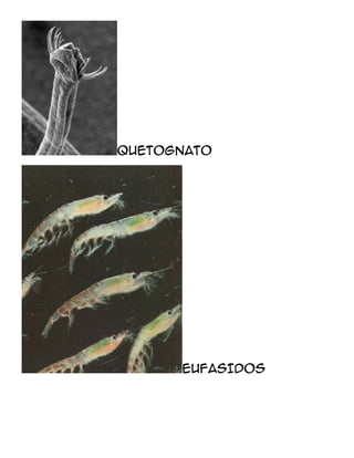 QUETOGNATO




      EUFASIDOS
 