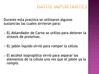 Durante esta practica se utilizaron algunas
sustancias las cuales sirvieron para:

   EL Ablandador de Carne se utilizo para detener la
    síntesis de proteínas.

   EL jabón liquido sirvió para romper la célula

   El alcohol isopropilico sirvió para separar los
    elementos de la célula una ves que el jabón ya la
    rompió.
 