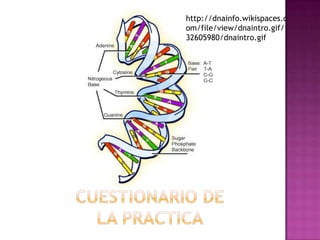 http://dnainfo.wikispaces.c
om/file/view/dnaintro.gif/
32605980/dnaintro.gif
 