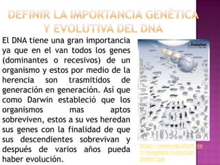 El DNA tiene una gran importancia
ya que en el van todos los genes
(dominantes o recesivos) de un
organismo y estos por medio de la
herencia son trasmitidos de
generación en generación. Así que
como Darwin estableció que los
organismos        mas        aptos
sobreviven, estos a su ves heredan
sus genes con la finalidad de que
sus descendientes sobrevivan y
                                     http://www.equalium.ne
después de varios años pueda         t/imagenes/evolution-
haber evolución.                     poster.jpg
 