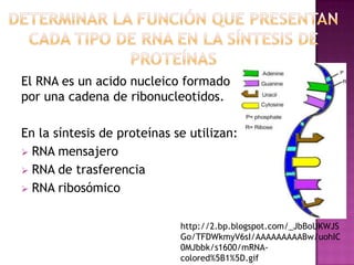 El RNA es un acido nucleico formado
por una cadena de ribonucleotidos.

En la síntesis de proteínas se utilizan:
 RNA mensajero
 RNA de trasferencia
 RNA ribosómico


                             http://2.bp.blogspot.com/_JbBoUKWJS
                             Go/TFDWkmyV6sI/AAAAAAAAABw/uohIC
                             0MJbbk/s1600/mRNA-
                             colored%5B1%5D.gif
 