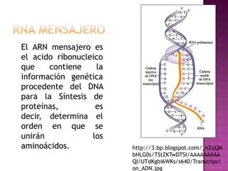 El ARN mensajero es
el acido ribonucleico
que    contiene    la
información genética
procedente del DNA
para la Síntesis de
proteínas,         es
decir, determina el
orden en que se
unirán            los
aminoácidos.            http://3.bp.blogspot.com/_nZqQM
                        bHLG0s/TStZKTwDTSI/AAAAAAAAA
                        QI/UTdKgbi6WKs/s640/Transcripci
                        on_ADN.jpg
 