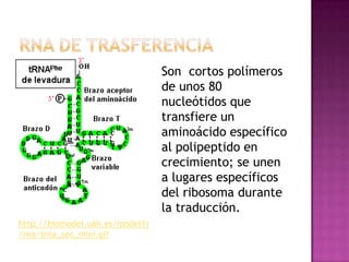Son cortos polímeros
                                 de unos 80
                                 nucleótidos que
                                 transfiere un
                                 aminoácido específico
                                 al polipeptido en
                                 crecimiento; se unen
                                 a lugares específicos
                                 del ribosoma durante
                                 la traducción.
http://biomodel.uah.es/model1j
/rna/trna_sec_mini.gif
 