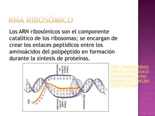 Los ARN ribosómicos son el componente
catalítico de los ribosomas; se encargan de
crear los enlaces peptídicos entre los
aminoácidos del polipéptido en formación
durante la síntesis de proteínas.
                                        http://iescarin.educa
                                        .aragon.es/estatica/d
                                        epart/biogeo/varios/
                                        BiologiaCurtis/Seccion
                                        %203/14-25.jpg
 