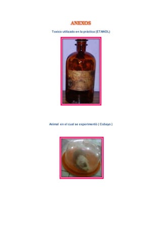Toxico utilizado en la práctica (ETANOL)
Animal en el cual se experimentó ( Cobayo )
 