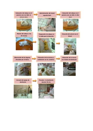 Muerte del cobayo a los
26 minutos
Observación de los órganos
afectados por el tóxico
Trituración de las vísceras, y
acidulación con Ac. tartárico
Colocación de la mezcla
en el balón de destilación
Armado del equipo de
destilación
Colocación del cobayo en el
panema una vez Adm. la
primera dosis
Administración del etanol
segunda dosis
Colocación del cobayo en el
panema una vez Adm. la 2da
dosis
Preparación de cobayo en
la tabla para la disección
Disección del animal con el
bisturí
Proceder a la destilación
durante 30 min.
 