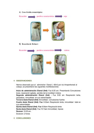 4) Con el ácido cromotrópico:
Reacción positivo característico rojo
5) Reacción de Hehner:
Reacción positivo característico violeta
 OBSERVACIONES
Hemos observado que al administrar Etanol ( 40ml) por vía intraperitoneal al
cobayo, se presentaron las siguientes manifestaciones:
Inicio de administración Etanol (5ml): Fue 8:25 am. Presentando Convulsiones
leves, respiración agitada, perdida de la movilidad motora.
Segunda administración Etanol (5ml) : Fue 9:00 am Respiración lenta,
parpadeos, inmovilidad en sus extremidades.
Tercera dosis Etanol (5ml): Inmovilidad, convulsiones fuertes
Cuarta dosis Etanol (5ml): Fue 9:32am Respiración lenta, inmovilidad total en
sus extremidades.
Quinta dosis Etanol (5ml): Fue 9:54am Respiración lenta
Sexta dosis Etanol (5ml): Fue 10:13am Inmovilidad, hipoxia
Deceso: 10:25 am.
Duracion: 2 horas
 CONCLUSIONES
 