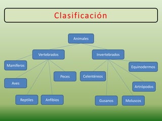 Clasificación
Animales
Equinodermos
Artrópodos
MoluscosGusanos
Celentéreos
Invertebrados
Peces
AnfibiosReptiles
Aves
Mamíferos
Vertebrados
 