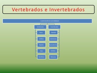 Vertebrados e Invertebrados
CLASIFICACIÓN DE LOS ANIMALES
Invertebrados
Esponjas
Celentereos
Equinodermos
Anélidos
Moluscos
Vertebrados
Peces
Anfibios
Reptiles
Aves
Mamíferos
 