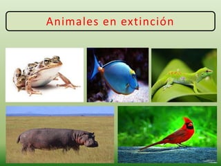 Animales en extinción
 