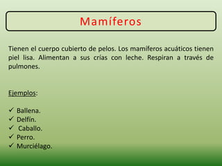 Mamíferos
Tienen el cuerpo cubierto de pelos. Los mamíferos acuáticos tienen
piel lisa. Alimentan a sus crías con leche. Respiran a través de
pulmones.
Ejemplos:
 Ballena.
 Delfín.
 Caballo.
 Perro.
 Murciélago.
 