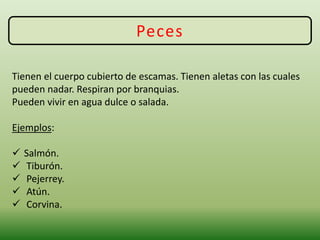 Peces
Tienen el cuerpo cubierto de escamas. Tienen aletas con las cuales
pueden nadar. Respiran por branquias.
Pueden vivir en agua dulce o salada.
Ejemplos:
 Salmón.
 Tiburón.
 Pejerrey.
 Atún.
 Corvina.
 