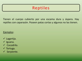 Reptiles
Tienen el cuerpo cubierto por una escama dura y áspera. Hay
reptiles con caparazón. Poseen patas cortas y algunos no las tienen.
Ejemplos:
 Lagartija.
 Iguana.
 Cocodrilo.
 Tortuga.
 Serpiente.
 