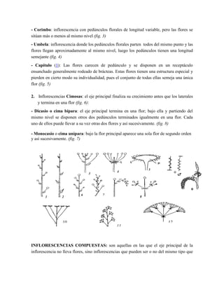 Partes de la flor