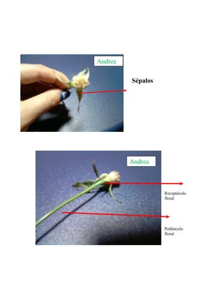 Partes de la flor