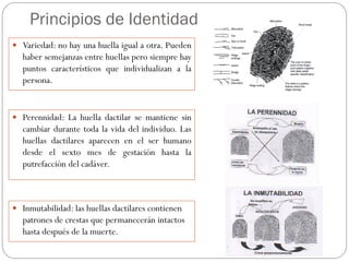 Principios de Identidad
 Variedad: no hay una huella igual a otra. Pueden
haber semejanzas entre huellas pero siempre hay
puntos característicos que individualizan a la
persona.
 Inmutabilidad: las huellas dactilares contienen
patrones de crestas que permanecerán intactos
hasta después de la muerte.
 Perennidad: La huella dactilar se mantiene sin
cambiar durante toda la vida del individuo. Las
huellas dactilares aparecen en el ser humano
desde el sexto mes de gestación hasta la
putrefacción del cadáver.
 