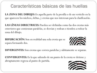 LA ZONA DEL DIBUJO: Es aquella parte de la presilla o de un verticilo en la
que aparecen los núcleos, deltas, y crestas que nos interesan para la clasificación.
LAS LÍNEAS DIRECTRICES: Pueden ser definidas como las dos crestas más
exteriores que comienzan paralelas, se desvían y rodean o tienden a rodear la
zona del dibujo.
BIFURCACIÓN: Son en realidad una sola cresta que se
separa formando dos.
DIVERGENTES: Son crestas que corren paralelas y súbitamente se separan.
CONVERGENTES: Es la que saliendo de un punto de la cresta se detiene y
abruptamente regresa al punto de partida.
Características básicas de las huellas
 