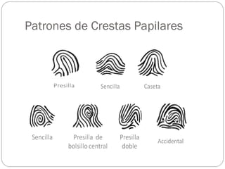 Patrones de Crestas Papilares
 