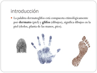 introducción
 La palabra dermatoglifos está compuesta etimológicamente
por dermato (piel) y glifos (dibujos), significa dibujos en la
piel (dedos, planta de las manos, pies).
 