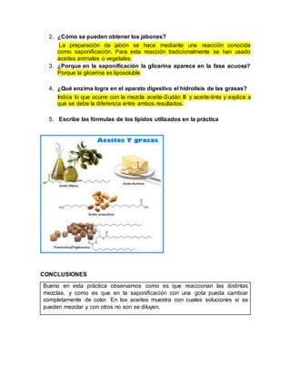 2. ¿Cómo se pueden obtener los jabones?
La preparación de jabón se hace mediante una reacción conocida
como saponificación. Para esta reacción tradicionalmente se han usado
aceites animales o vegetales.
3. ¿Porque en la saponificación la glicerina aparece en la fase acuosa?
Porque la glicerina es liposoluble
4. ¿Qué enzima logra en el aparato digestivo el hidrolisis de las grasas?
Indica lo que ocurre con la mezcla aceite-Sudán III y aceite-tinta y explica a
qué se debe la diferencia entre ambos resultados.
5. Escribe las fórmulas de los lípidos utilizados en la práctica
CONCLUSIONES
Bueno en esta práctica observamos como es que reaccionan las distintas
mezclas, y como es que en la saponificación con una gota pueda cambiar
completamente de color. En los aceites muestra con cuales soluciones si se
pueden mezclar y con otros no son se diluyen.
 