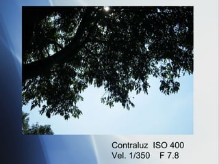 Contraluz  ISO 400 Vel. 1/350  F 7.8 