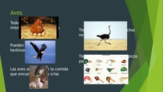 Aves
Todos son ovíparos y ellos
mismos incuban sus huevos
Pueden ser carnívoros,
herbívoros y omnívoros
Las aves adultas, dan la comida
que encuentran a sus crías
Tienen plumas y ala, y muchos
no pueden volar
Tienen diferentes tipos de picos
para cazar y comer
 