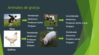 Vaca
Vertebrado
Herbívoro
Producen leche
Vivíparo
Animales de granja
Gallina
Vertebrado
Herbívoro
Producen
huevos
Ovíparo
Oveja
Invertebrado
Herbívoro
Producen leche y lana
Vivíparo
Vertebrado
Omnívoro
Produce carne
Vivíparo
 