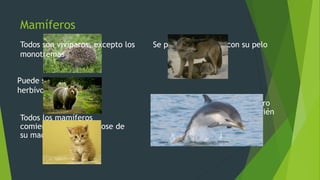 Mamíferos
Todos son vivíparos, excepto los
monotremas
Puede ser carnívoros,
herbívoros y omnívoros
Todos los mamíferos
comienzan alimentándose de
su madre
Se protegen del frío con su pelo
Muchos mamíferos tienen cuatro
patas, pero encontramos también
mamíferos con aletas para
moverse por el agua
 
