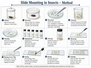 Comprehensive Methods for Collection and Preservation of Insects in ...