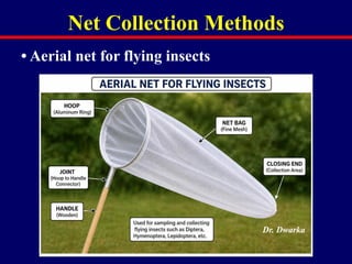 Method Catching Flying Insect Comprehensive Methods for Collection and Preservation of Insects in ...
