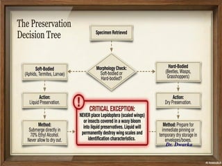Comprehensive Methods for Collection and Preservation of Insects in ...