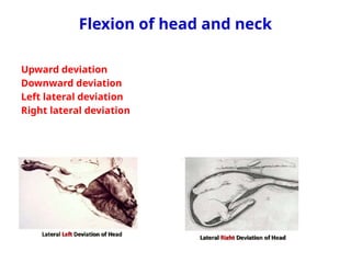 Practical-2_ Fetal Presentations (1).ppt.pptx