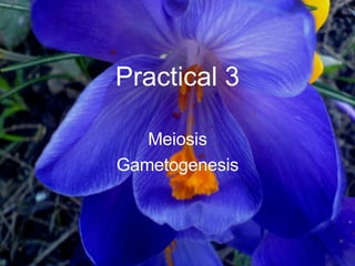 Practical 3 Meiosis Gametogenesis 