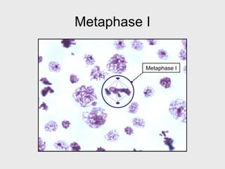 Mephase Practical 3 07 | PPT