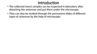 Practical -3To study the types of insect.pptx