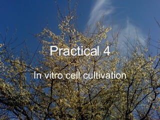 Practical 4 In vitro cell cultivation 