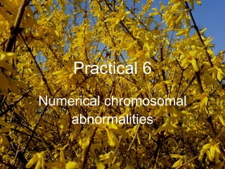 Practical 6 Numerical chromosomal abnormalities 