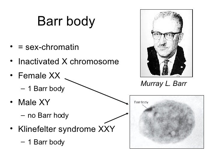 Barr Bodies In Turner Syndrome - Captions Pages