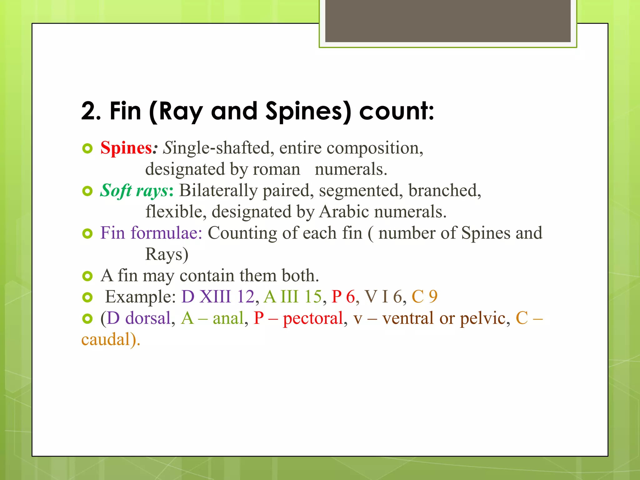 2. Fin (Ray and Spines) count:
 Spines: Single‐shafted, entire composition,
designated by roman numerals.
 Soft rays: Bilaterally paired, segmented, branched,
flexible, designated by Arabic numerals.
 Fin formulae: Counting of each fin ( number of Spines and
Rays)
 A fin may contain them both.
 Example: D XIII 12, A III 15, P 6, V I 6, C 9
 (D dorsal, A – anal, P – pectoral, v – ventral or pelvic, C –
caudal).
 