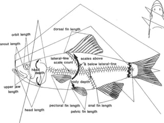 Identification of Fish Species | PPTX