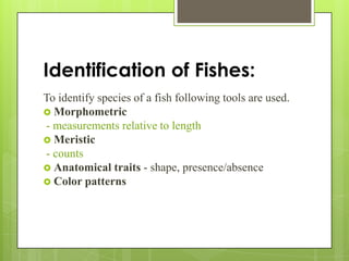 Identification of Fishes:
To identify species of a fish following tools are used.
 Morphometric
- measurements relative to length
 Meristic
- counts
 Anatomical traits - shape, presence/absence
 Color patterns
 