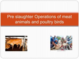 Pre slaughter Operations of meat
animals and poultry birds
 