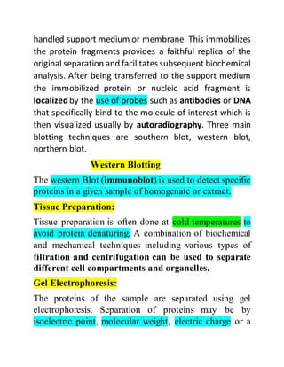 Western Blotting Practical Pdf